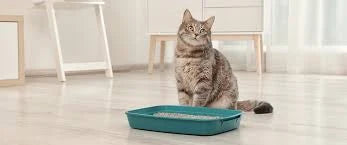 Pet Care & Hygiene