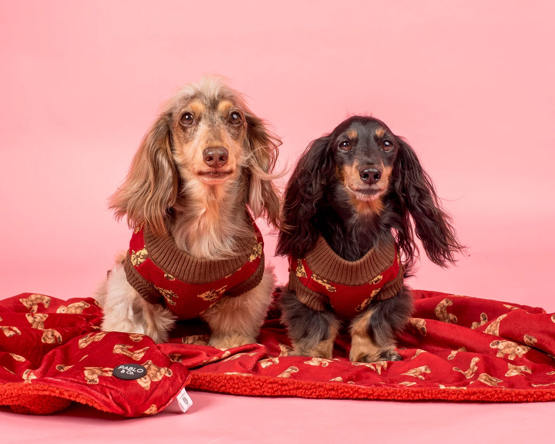 Dog Blanket