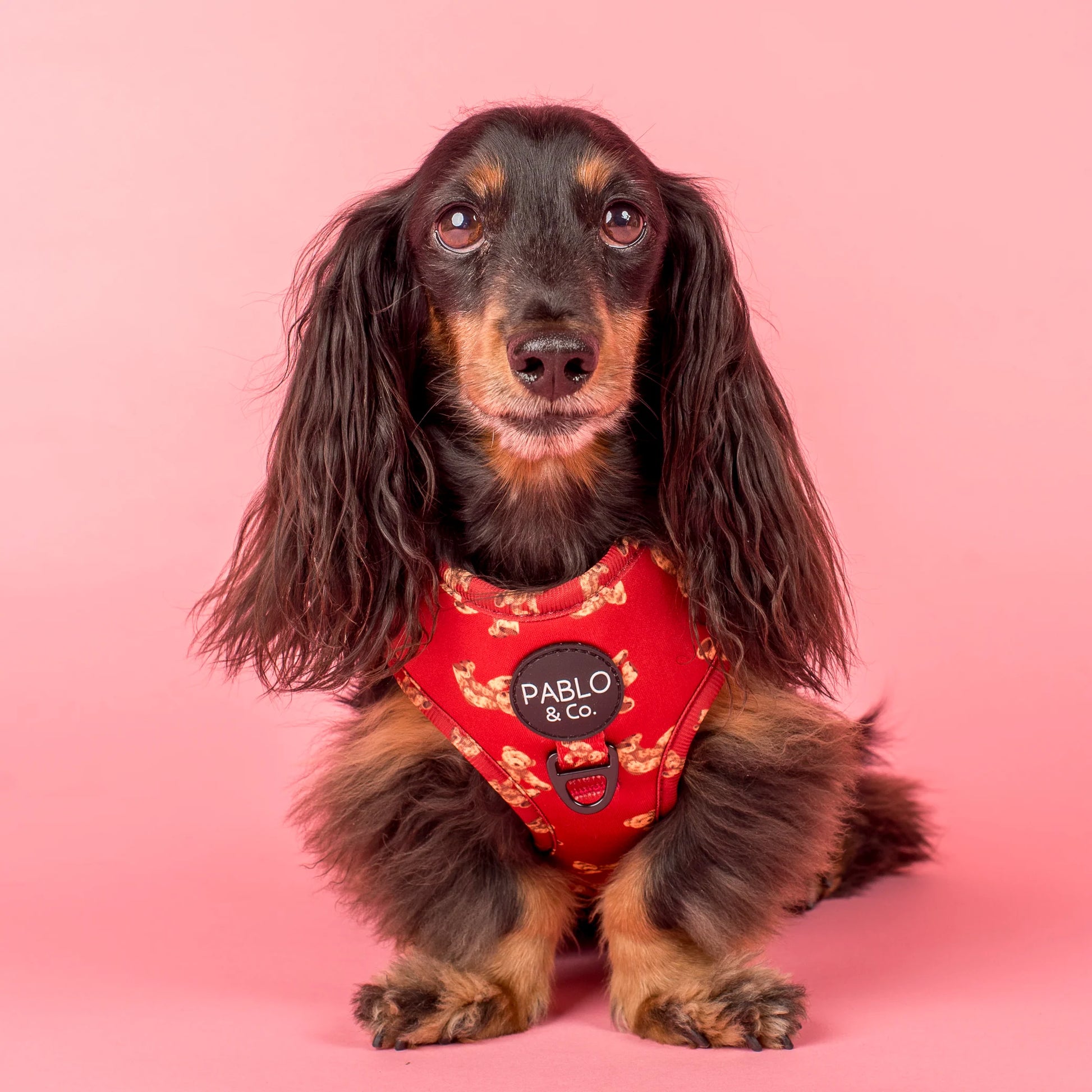 Henry Bear: Adjustable Harness (XXS-XL)