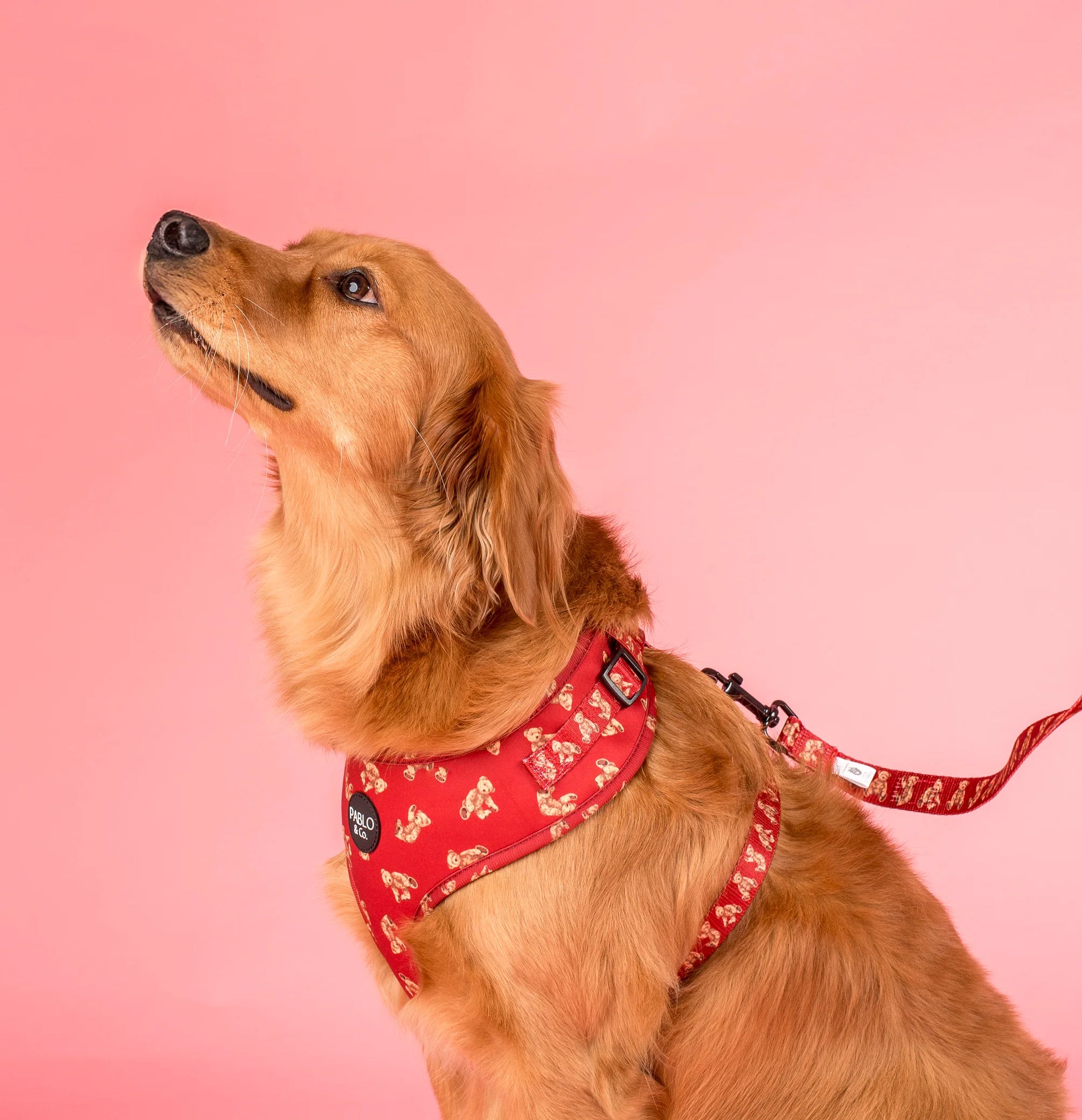 Henry Bear: Adjustable Harness (XXS-XL)