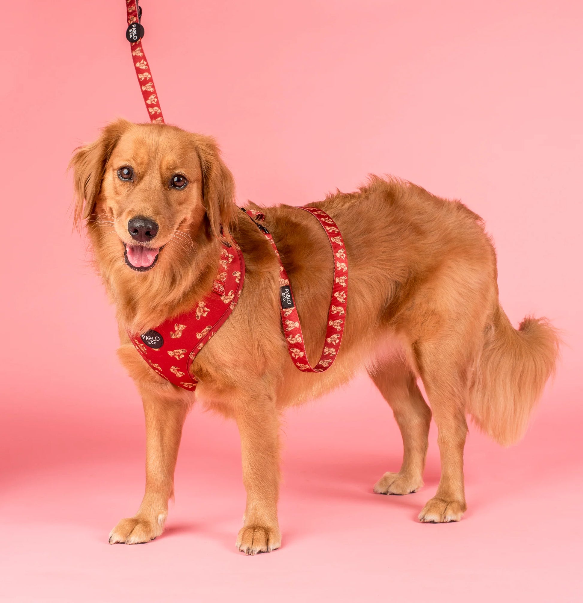 Henry Bear: Adjustable Harness (XXS-XL)