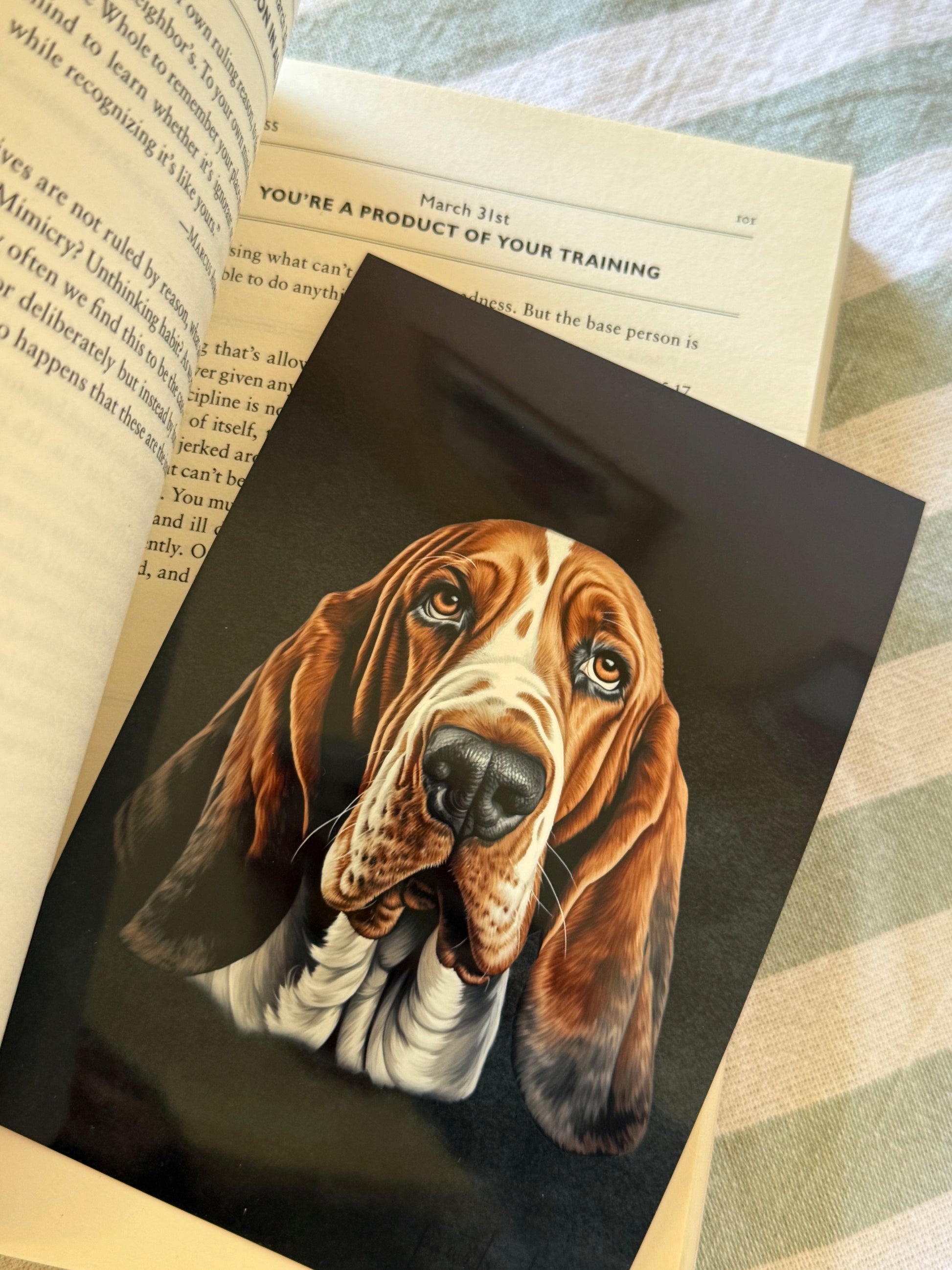 Pet Portraits 4X6"