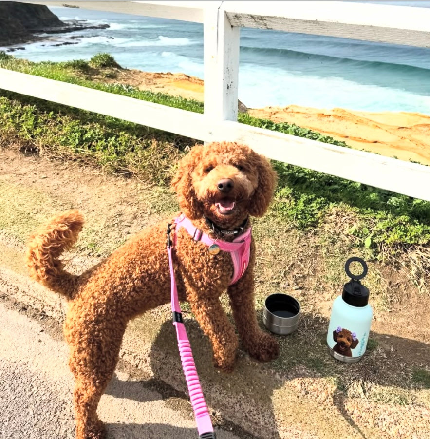 NEW! Chuggle + Magnetic Phone Holder 32oz