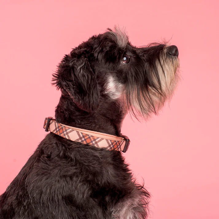 Pablo & Co. Kensington: Collar
