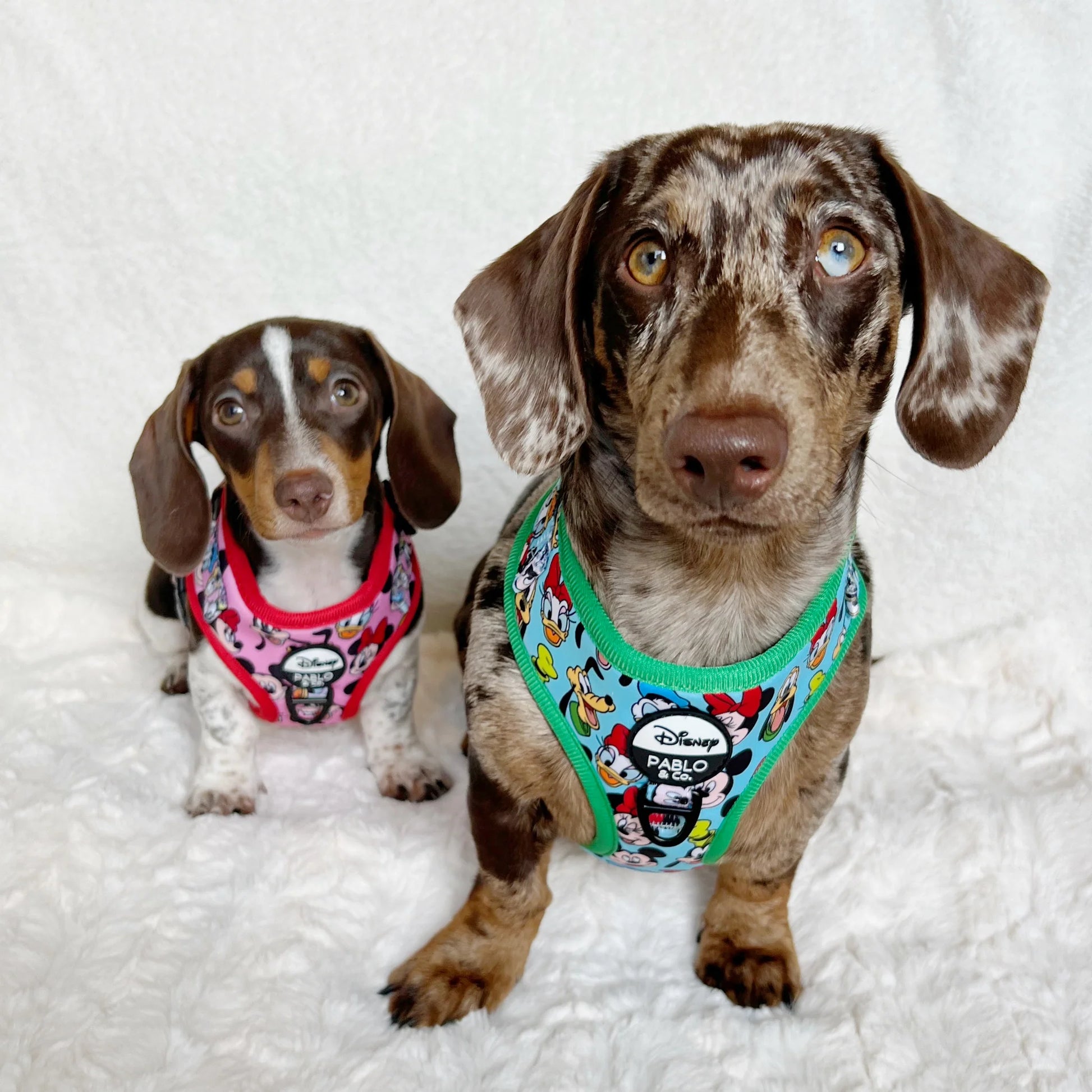 Mickey & Friends Blue Adjustable Harness (XXS-XL)