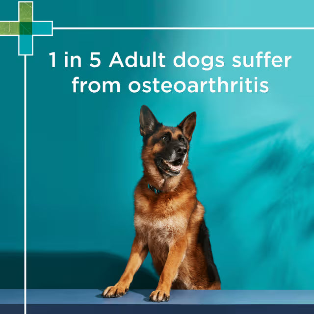 PAW Osteocare Joint Health Chews 300g/500g-300g - 60 Chews
