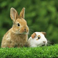 Lil Mammals