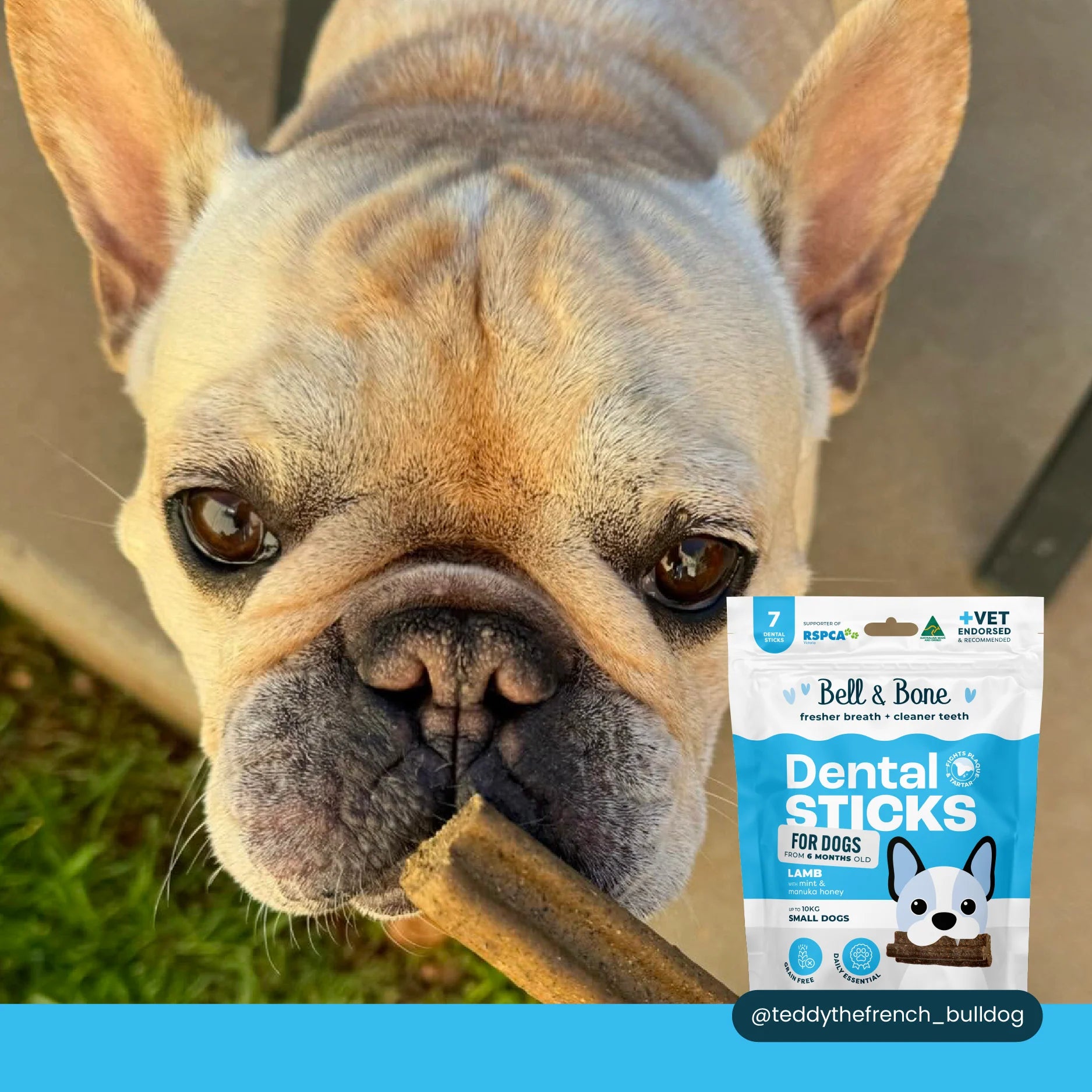 Bell & Bone Dog Dental Sticks Lamb Mint and Manuka Honey
