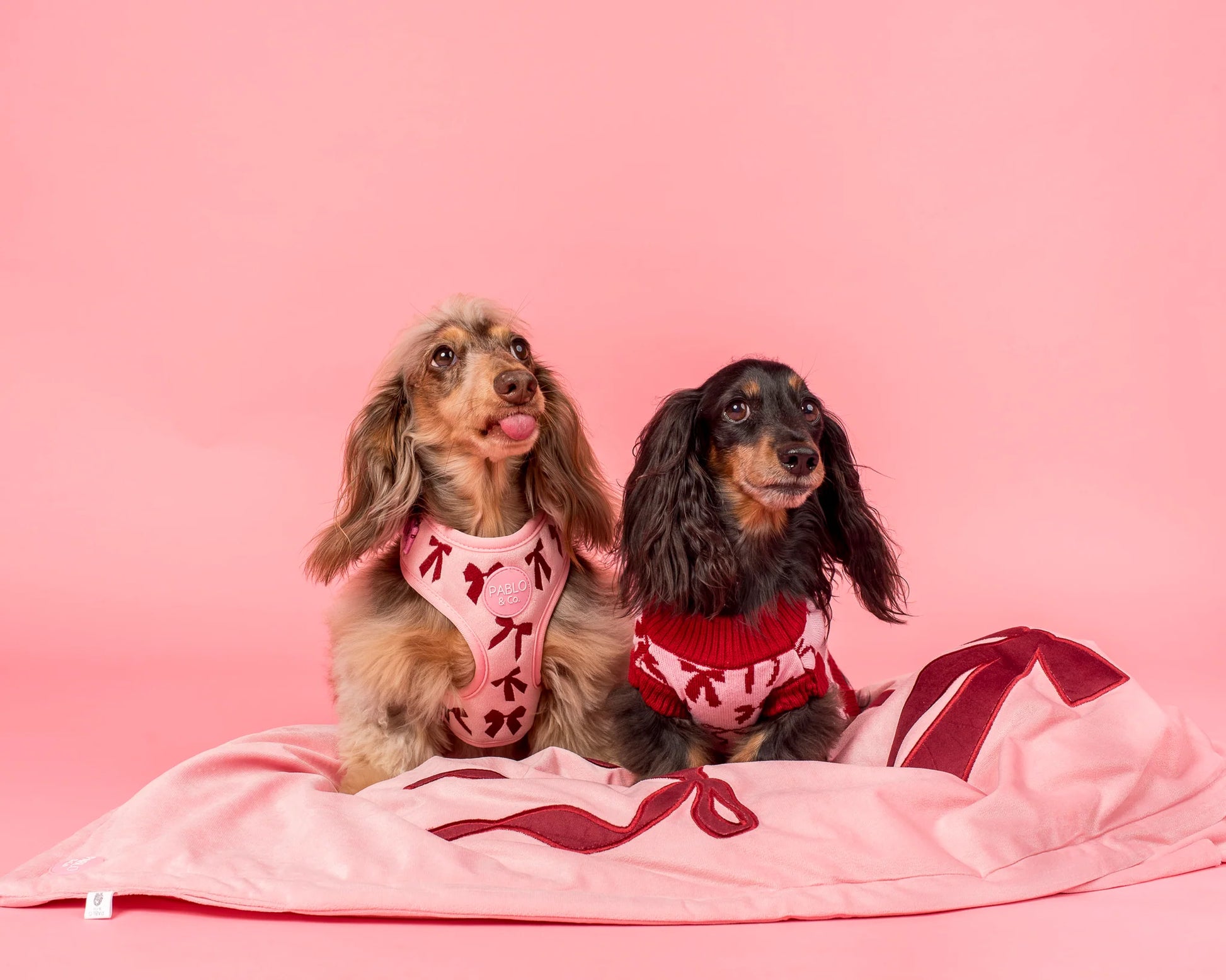 Dog Blanket