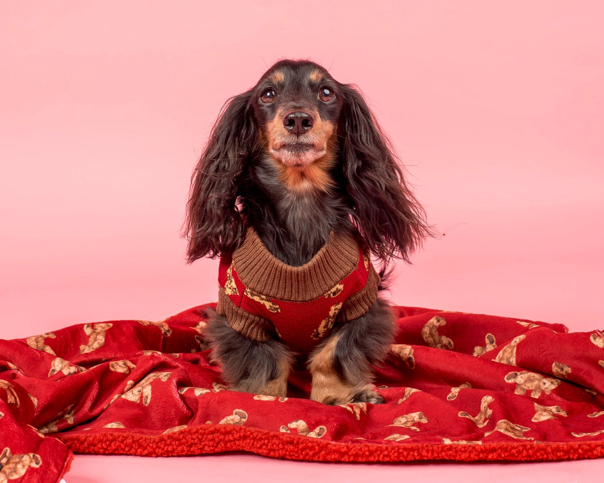 Dog Blanket