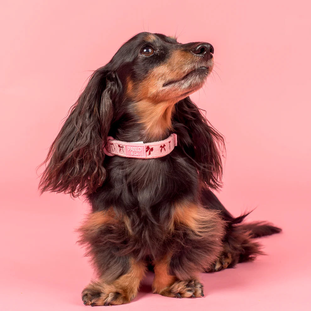 Velvet Blush Bows: Collar