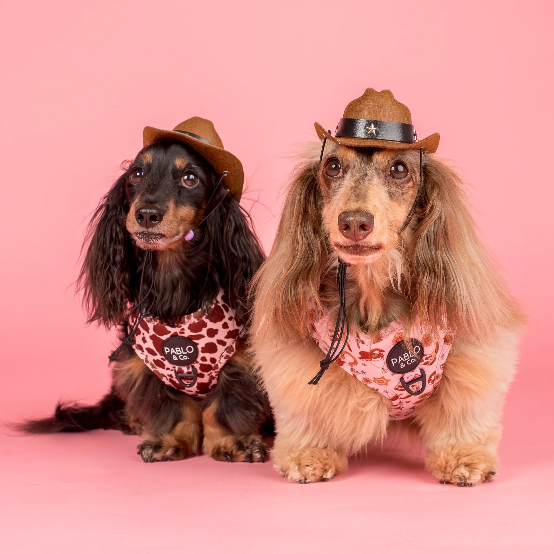 Rodeo: Adjustable Harness