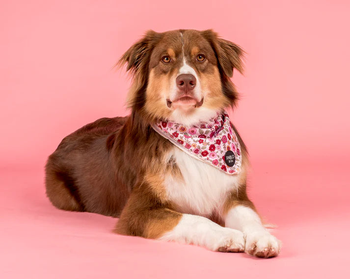 Primrose: Dog Bandana