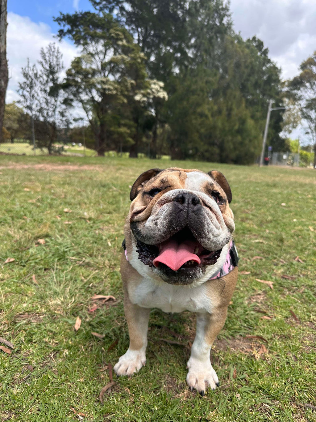 Dog Boarding
