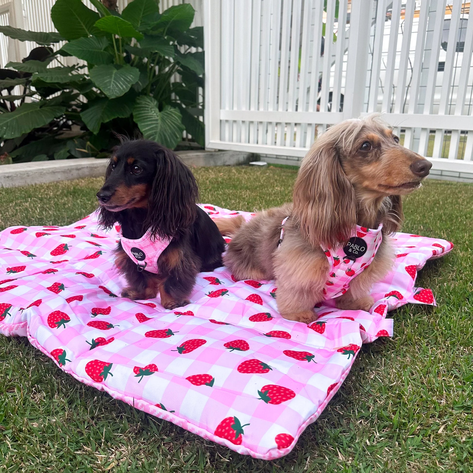 Deluxe Travel Mat for Pets