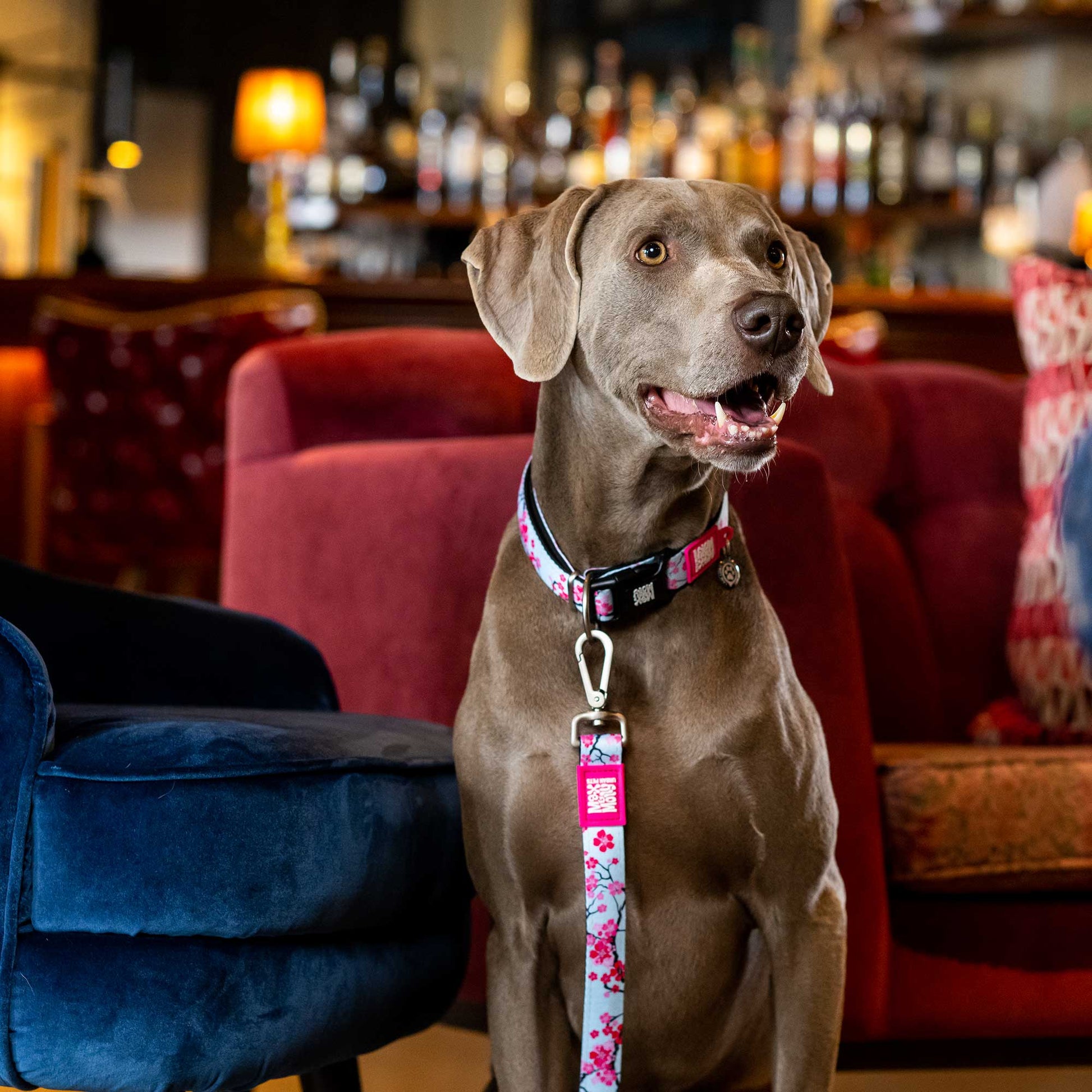 Max & Molly Dog Leash - Cherry Bloom