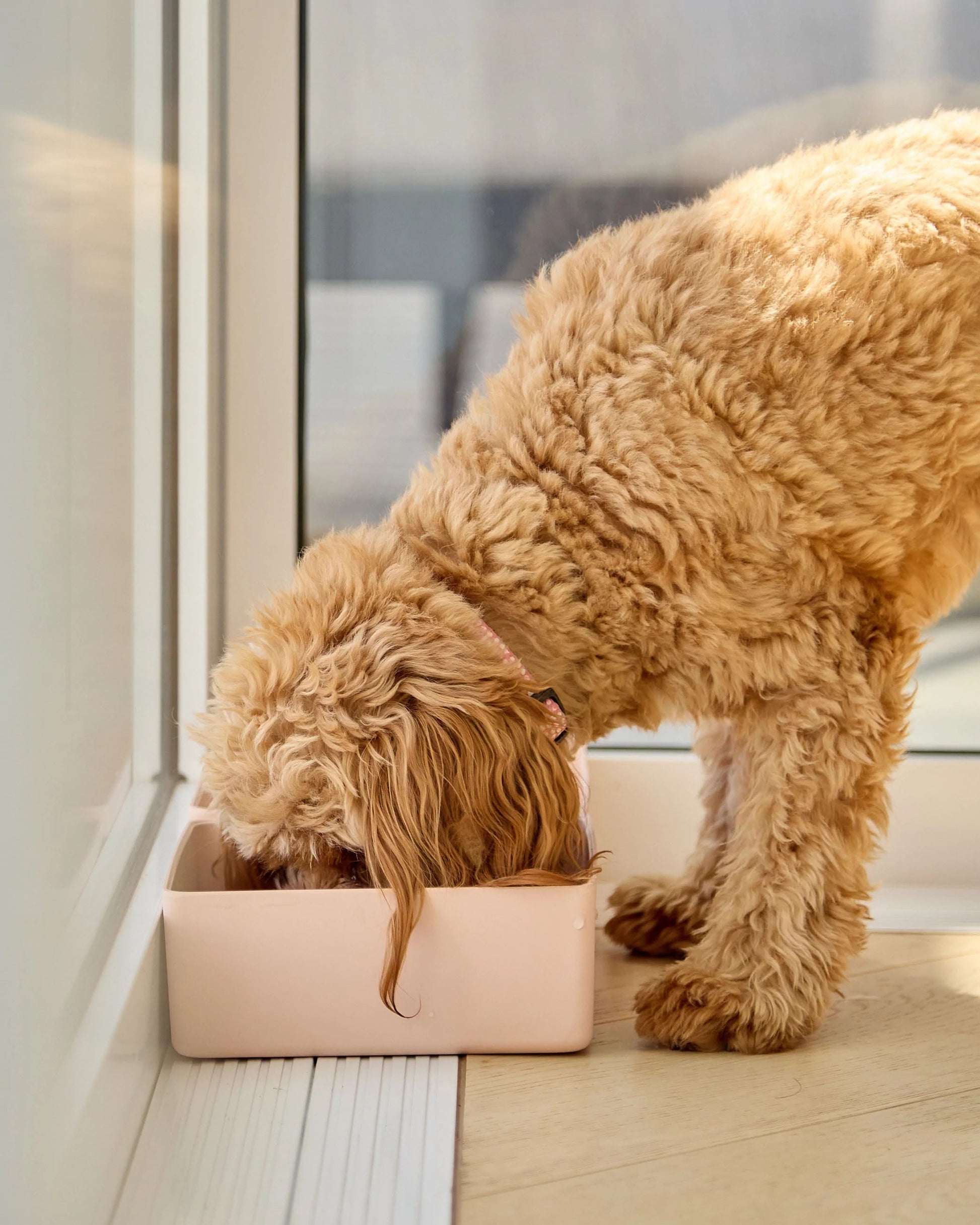 DOG Corner Bowl (Small/Large)