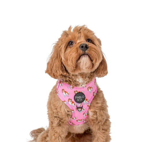 Cavalier King Charles: Adjustable Harness