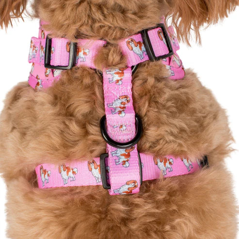 Cavalier King Charles: Adjustable Harness