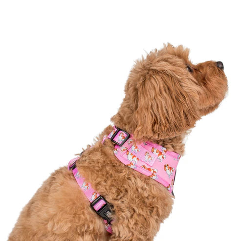 Cavalier King Charles: Adjustable Harness