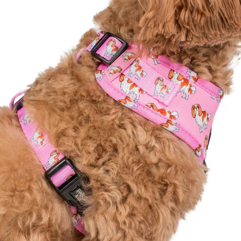 Cavalier King Charles: Adjustable Harness