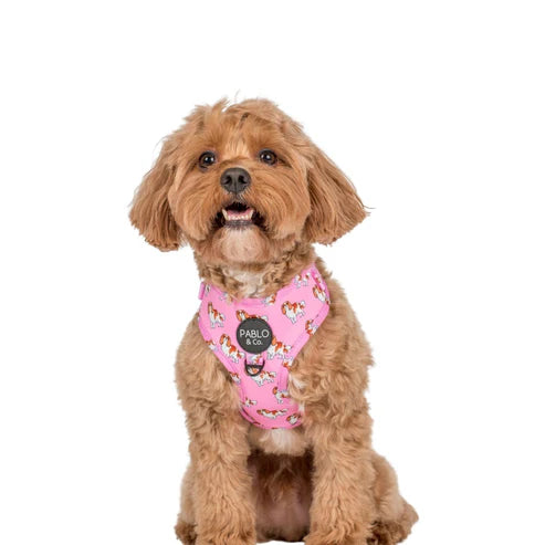 Cavalier King Charles: Adjustable Harness