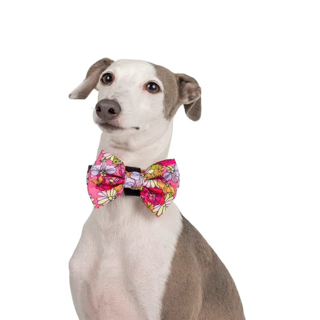 In Bloom: BOW TIE