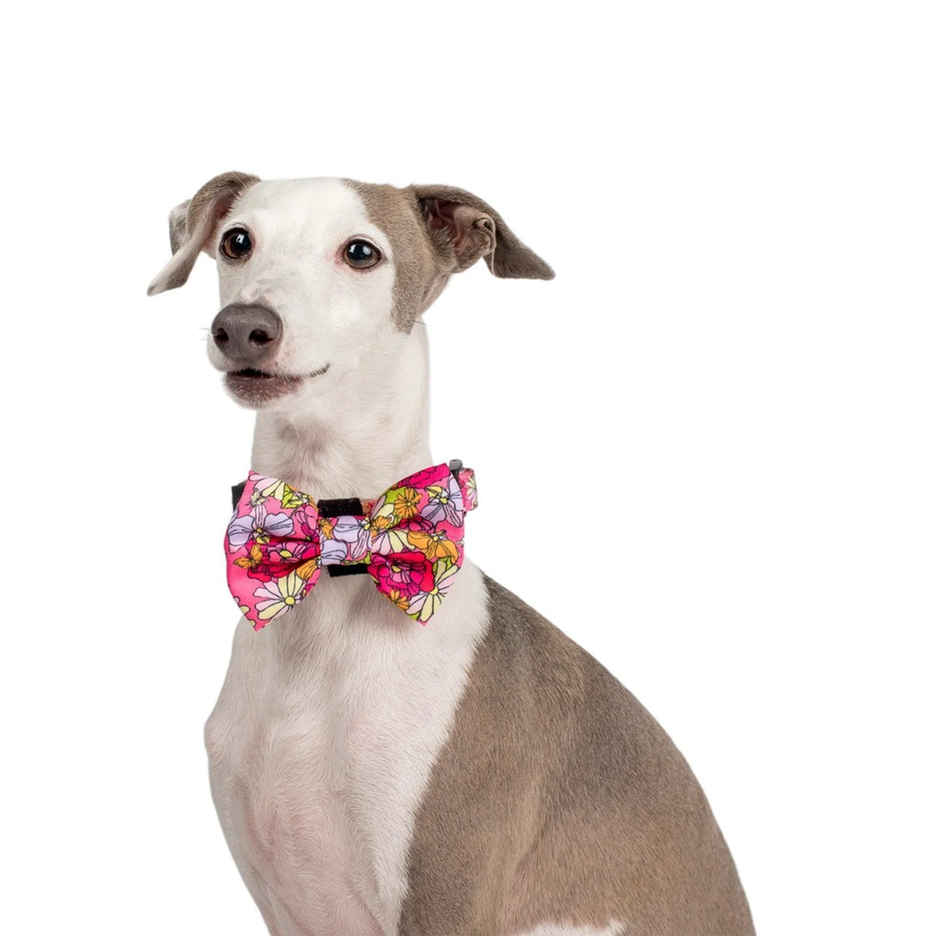 In Bloom: BOW TIE