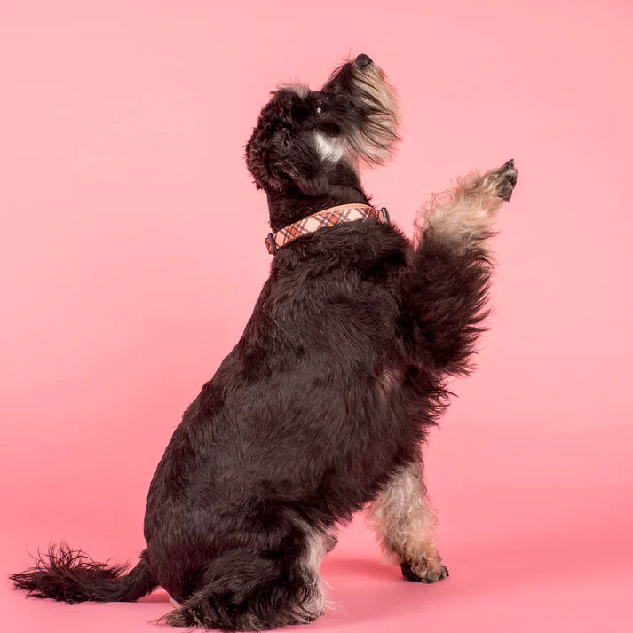 Pablo & Co. Kensington: Collar