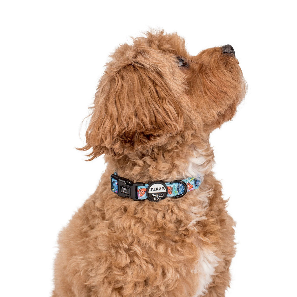 Finding Nemo Dog Collar (XS-L)