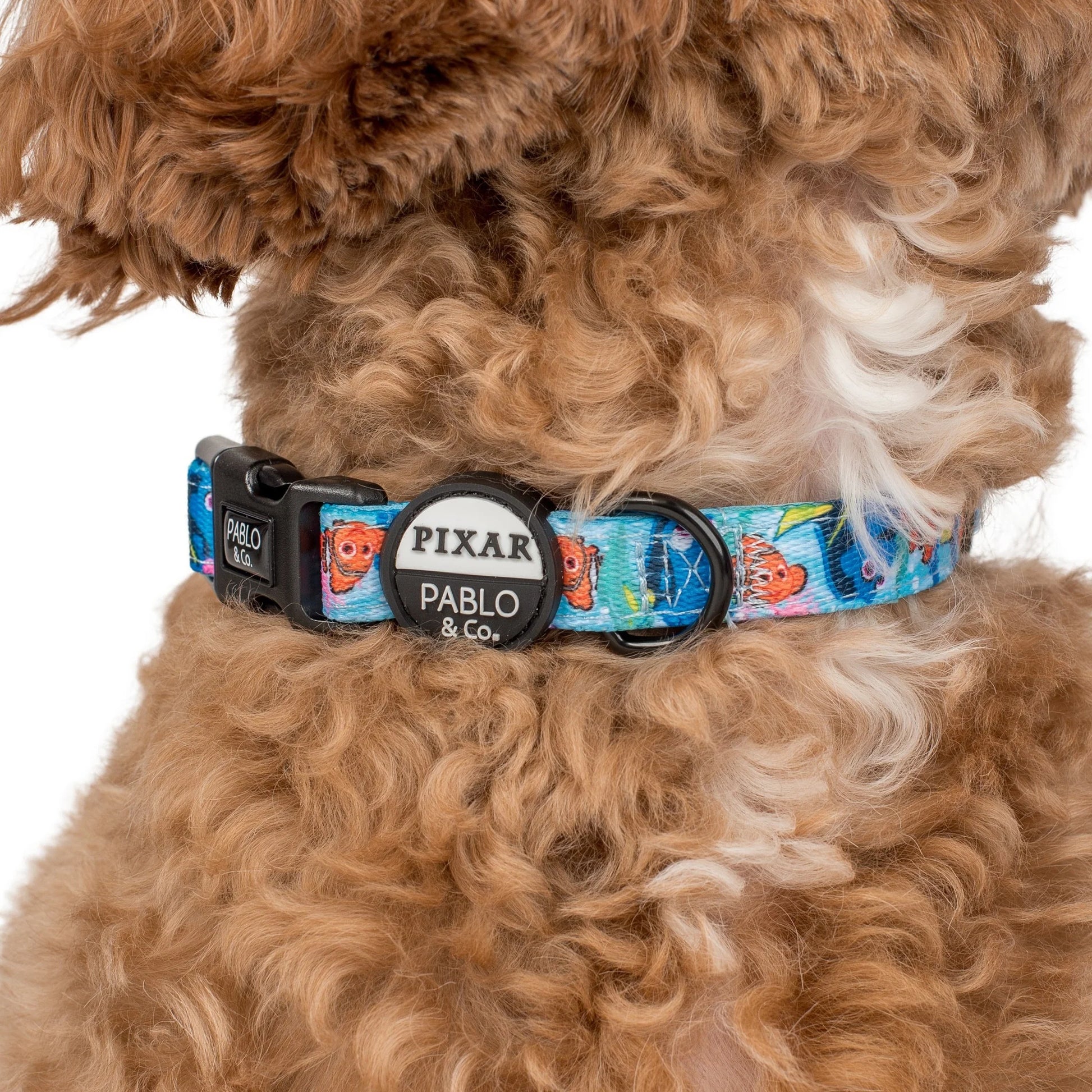 Finding Nemo Dog Collar (XS-L)