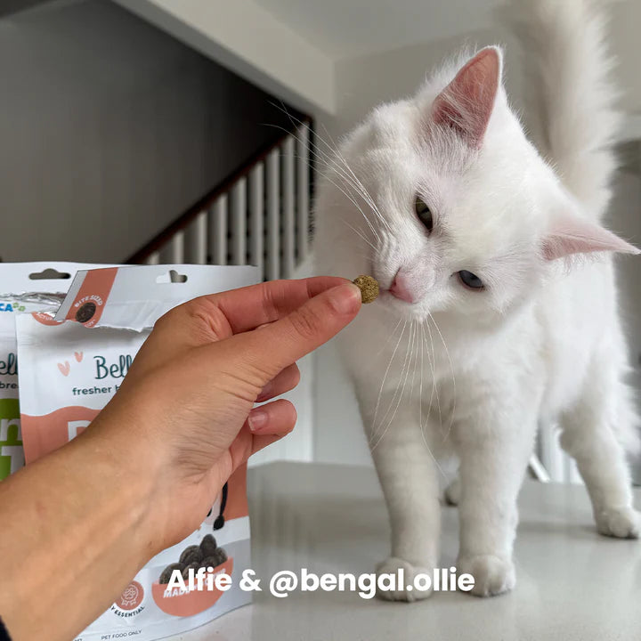 Adult Cat Dental Bites - Salmon with Charcoal