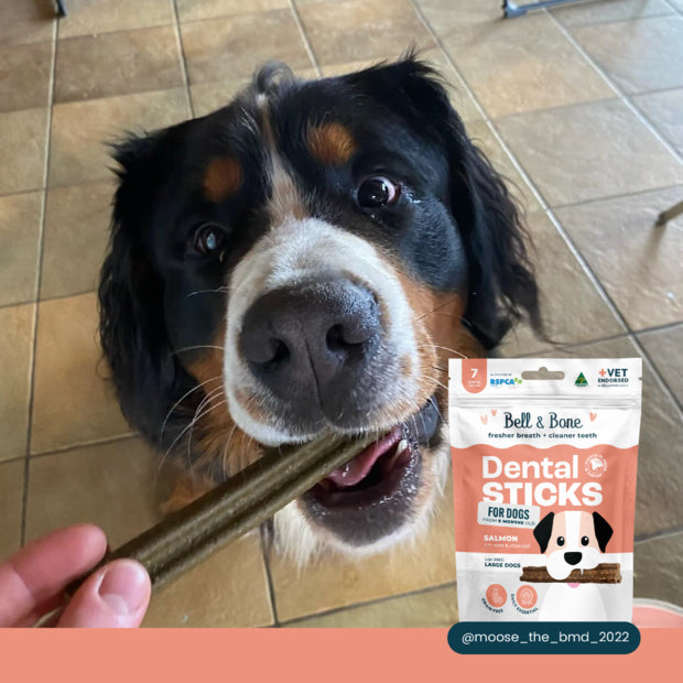 Adult Dog Dental Sticks - Salmon, Mint and Charcoal