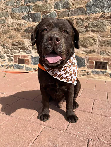 Teddy Bears Picnic - Dog Bandana