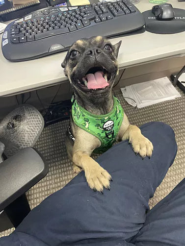 Toy Story - Rex: Adjustable Harness