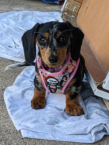 Disney Princesses Adjustable Harness (XS-XL)