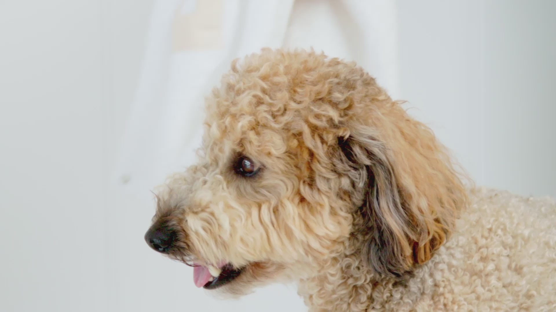 DOG Poncho - White